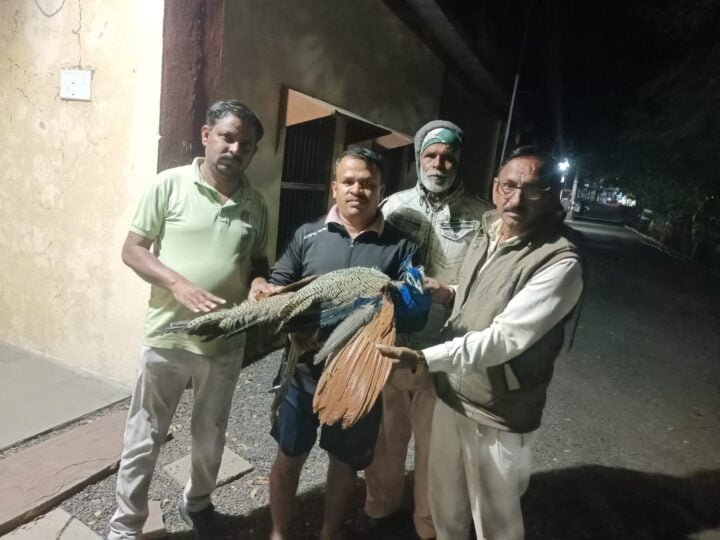 मोर घायल e1707543844370