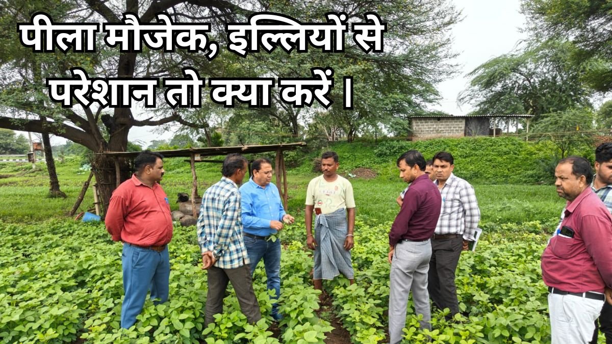 सोयाबीन- पीला मौजेक और इल्लियों का प्रकोप तो क्या करें ! 9 पीला मौजेक