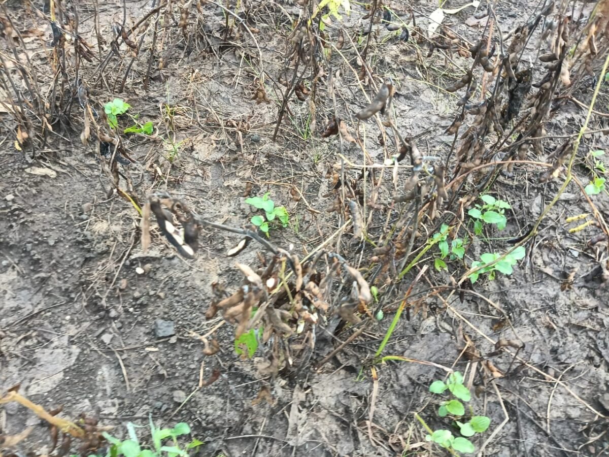 SOYABEAN CROP DAMAGED , भारी बारिश से किसान बेहाल , सोयाबीन की फसल को नुकसान 3 विक्रांत भूरिया की तत्काल राहत और मुआवजा की मांग
