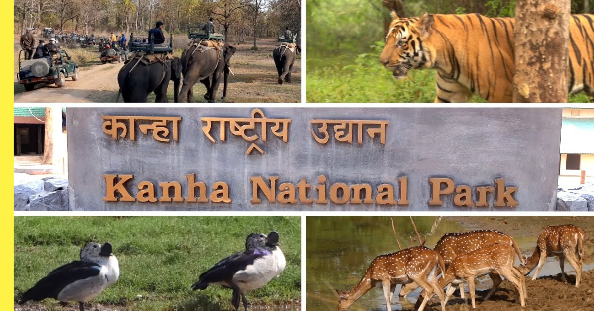 कान्हा नेशनल पार्क, 1 अक्टूबर से खुला,पहले दिन बाघ का रोमांचक दीदार 1 कान्हा नेशनल पार्क