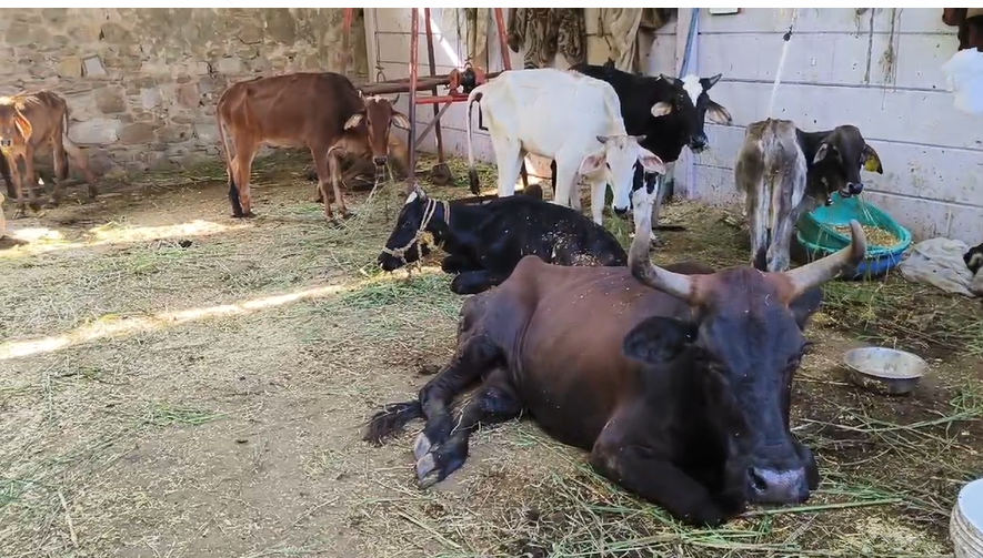 लंपी वायरस का संक्रमण राजस्थान में दिखाई दे रहा । 