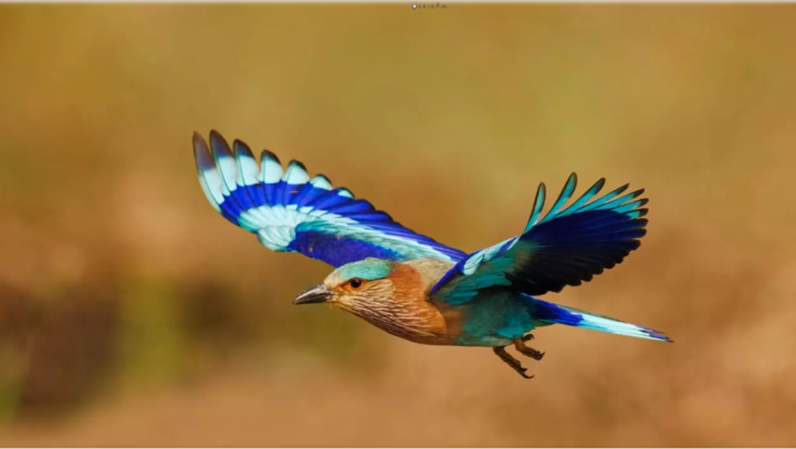 नीलकंठ : दशहरे पर देखना क्यों माना जाता है शुभ, जानिए । 10 Screenshot 2024 10 12 164244 1 e1728732821251