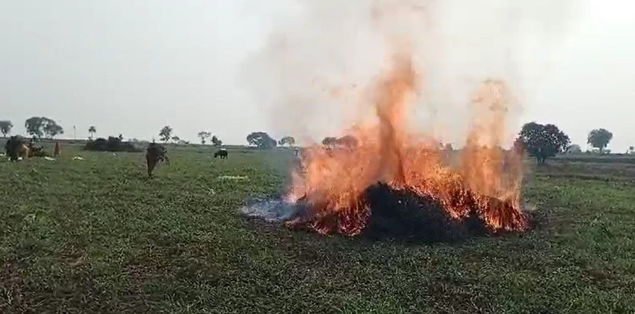 सोयाबीन की फसल में खुद किसान ने लगा दी आग, 16 बीघा में निकली ढाई क्विंटल । 1 सोयाबीन की फसल में खुद किसान ने लगा दी आग ।