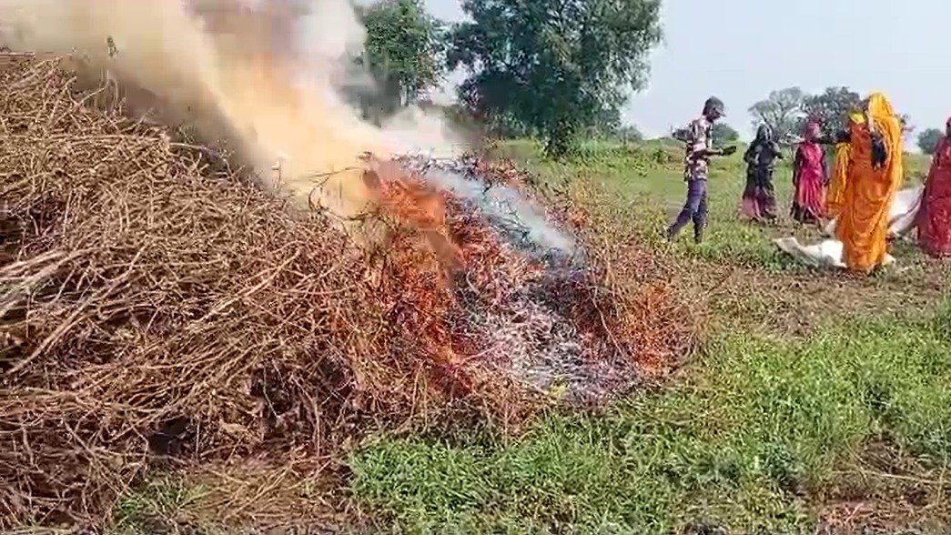 सोयाबीन की फसल में खुद किसान ने लगा दी आग, 16 बीघा में निकली ढाई क्विंटल । 11 सोयाबीन की फसल में किसान ने लगाई आग ।