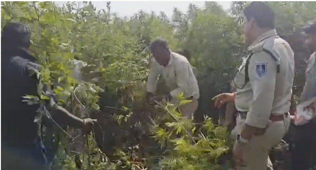 धार में अवैध गांजा खेती : पुलिस की कार्रवाई, 27 लाख से अधिक का मादक पदार्थ जप्त 14 धार में अवैध गांजा खेती