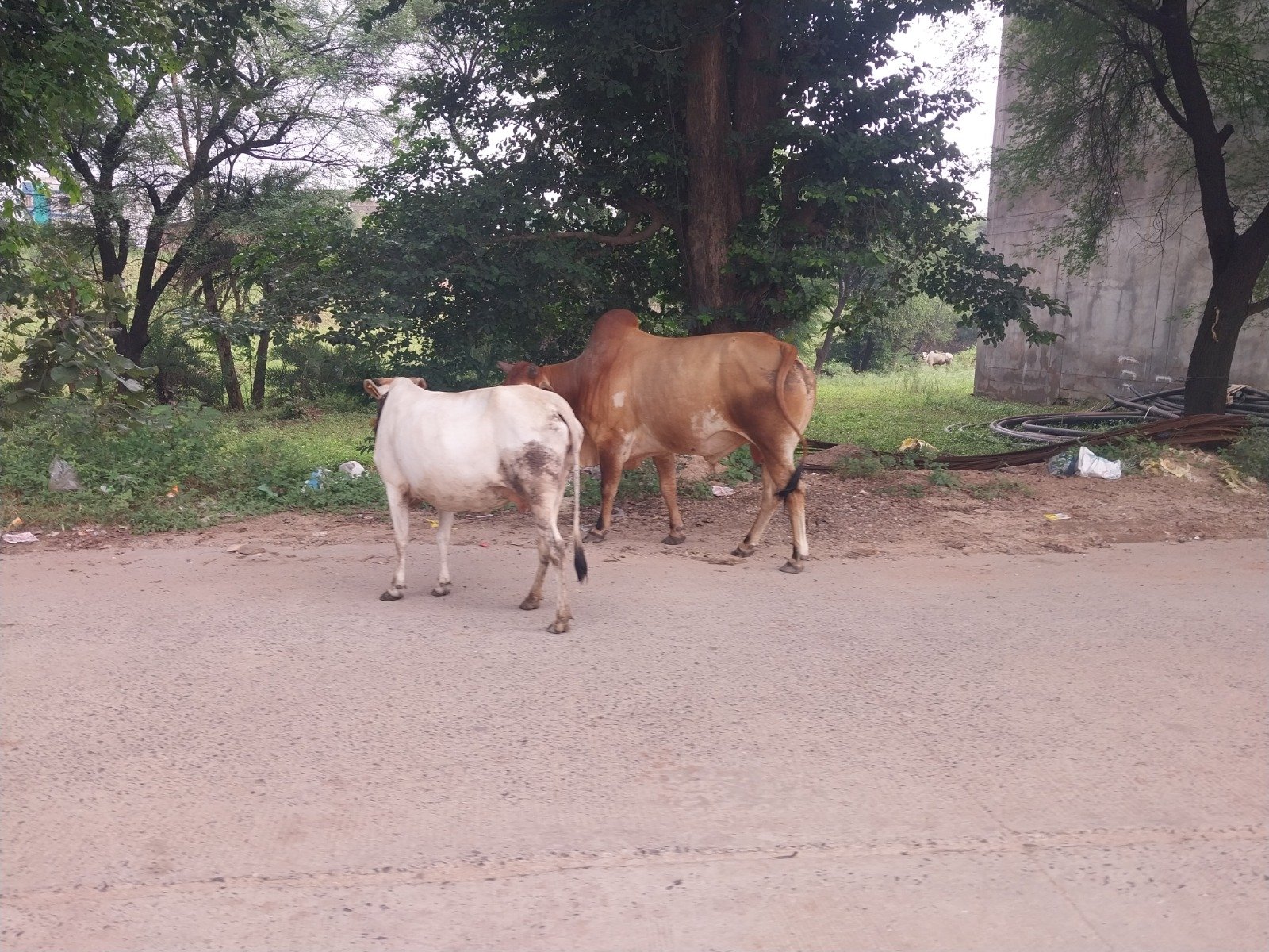 झाबुआ : निराश्रित मवेशी का आतंक, लोग बन रहे शिकार । 1 झाबुआ में सांड का आतंक ।