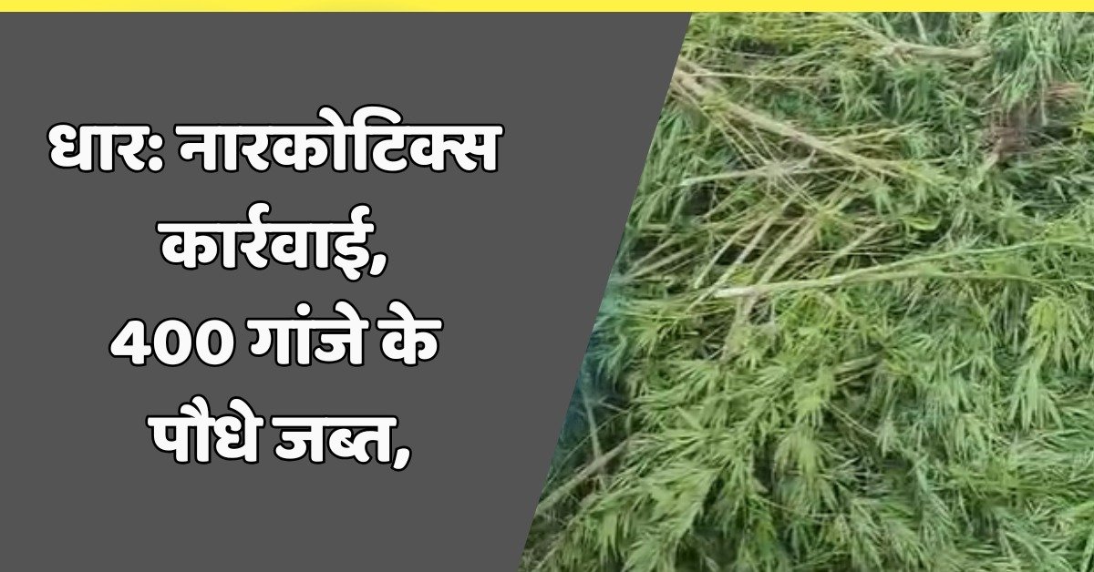 धार: नारकोटिक्स विंग की बड़ी कार्रवाई, ग्राम बेनेड़ीया सोलियापुर में 400 गांजे के पौधे जब्त, आरोपी फरार 8 नारकोटिक्स विंग की बड़ी कार्रवाई