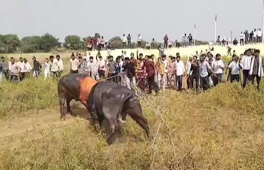 देवउठनी एकादशी पर पाड़ों का दंगल ।