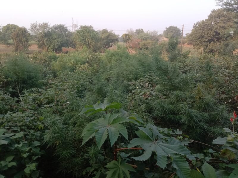 झाबुआ कोतवाली पुलिस ने 191 कि.ग्रा. अवैध गांजा पकड़ा । 7 झाबुआ कोतवाली पुलिस को मिली सफलता ।