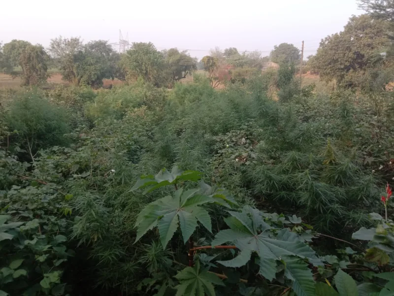 झाबुआ कोतवाली पुलिस ने 191 कि.ग्रा. अवैध गांजा पकड़ा । 1 झाबुआ कोतवाली पुलिस को मिली सफलता ।
