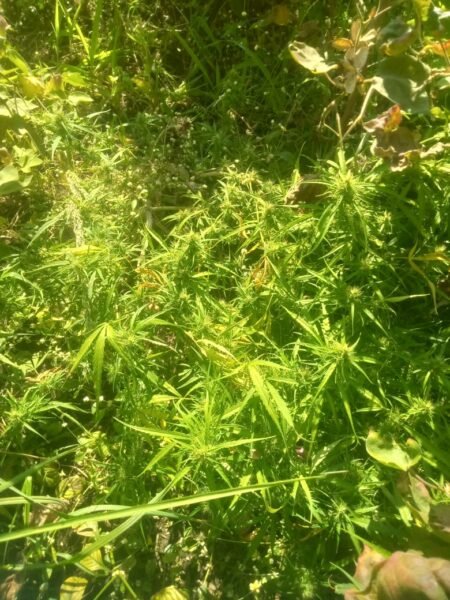 धार: मनावर पुलिस ने 11वीं बार अवैध गांजे की खेती पर की कार्रवाई, 7.30 लाख रुपए के पौधे जप्त 3 धार अवैध गांजे की खेती