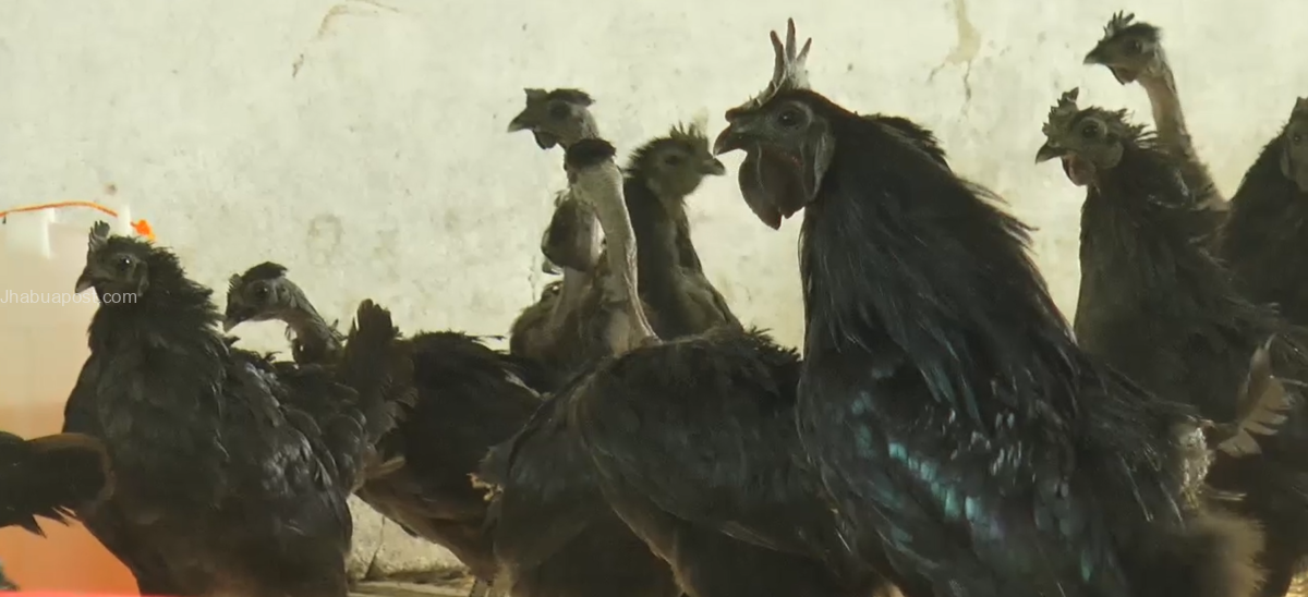 कड़कनाथ मुर्गा झाबुआ