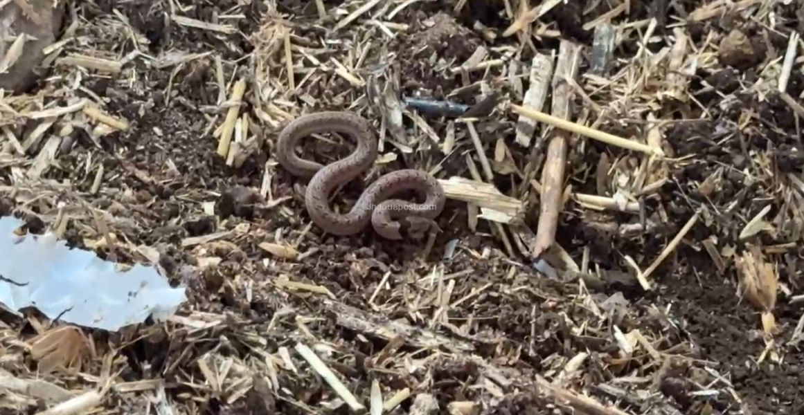 मंदसौर के खेत में झोपड़ी से निकले 60 कोबरा सांप, ग्रामीणों में दहशत 2 मंदसौर के खेत में झोपड़ी से निकले 60 कोबरा सांप, ग्रामीणों में दहशत