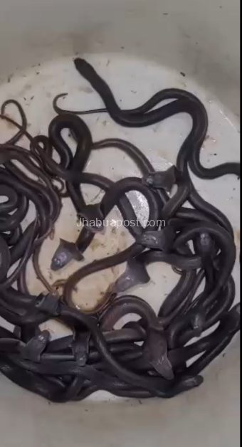 मंदसौर के खेत में झोपड़ी से निकले 60 कोबरा सांप, ग्रामीणों में दहशत 2 मंदसौर के खेत में झोपड़ी से निकले 60 कोबरा सांप, ग्रामीणों में दहशत