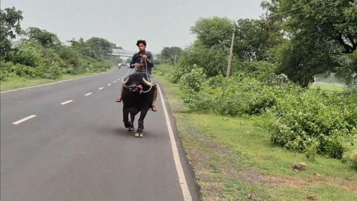 रतलाम की सड़कों पर निकली ‘भैंसा एक्सप्रेस’, वायरल वीडियो ने बटोरी वाहवाही 1 रतलाम की सड़कों पर निकली ‘भैंसा एक्सप्रेस’, वायरल वीडियो ने बटोरी वाहवाही