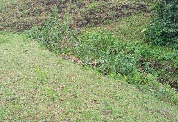 Jhabua : नाले में मिला मृत तेंदुआ, वन विभाग जांच में जुटा 2 Jhabua : नाले में मिला मृत तेंदुआ, वन विभाग जांच में जुटा