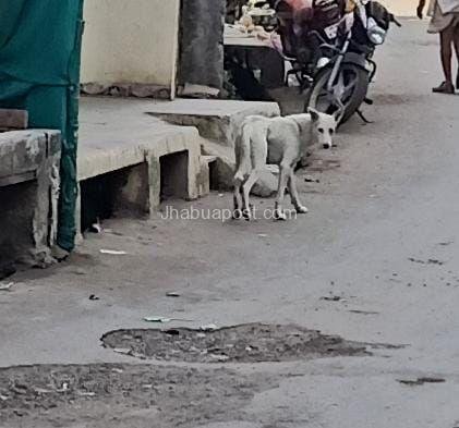 करवड़ में आवारा सांड और पागल कुत्ते का आतंक, ग्रामीण दहशत में—पंचायत जिम्मेदारी से भाग रही 2 img 20251117 wa00058015495987271261913