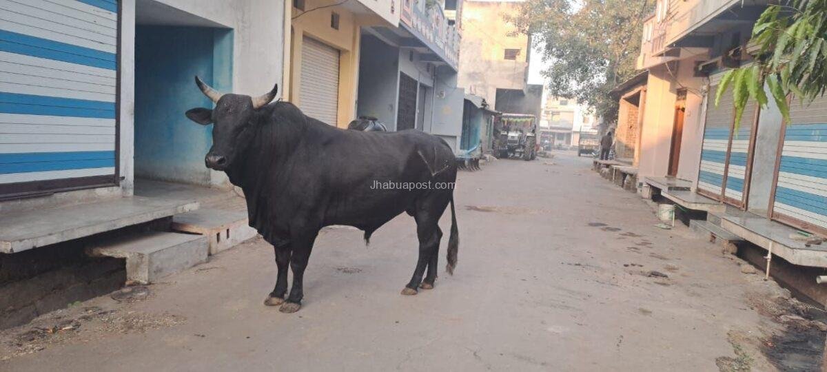 करवड़ में आवारा सांड और पागल कुत्ते का आतंक, ग्रामीण दहशत में—पंचायत जिम्मेदारी से भाग रही 1 img 20251117 wa00061858709779593440826
