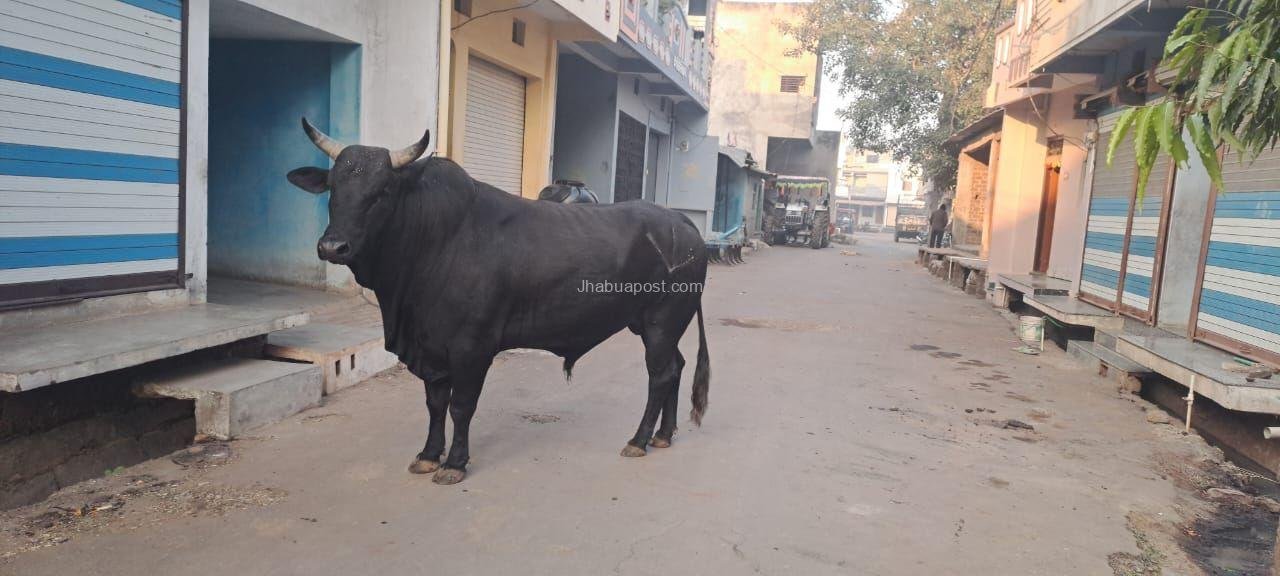 करवड़ में आवारा सांड और पागल कुत्ते का आतंक, ग्रामीण दहशत में—पंचायत जिम्मेदारी से भाग रही 10 img 20251117 wa00061858709779593440826