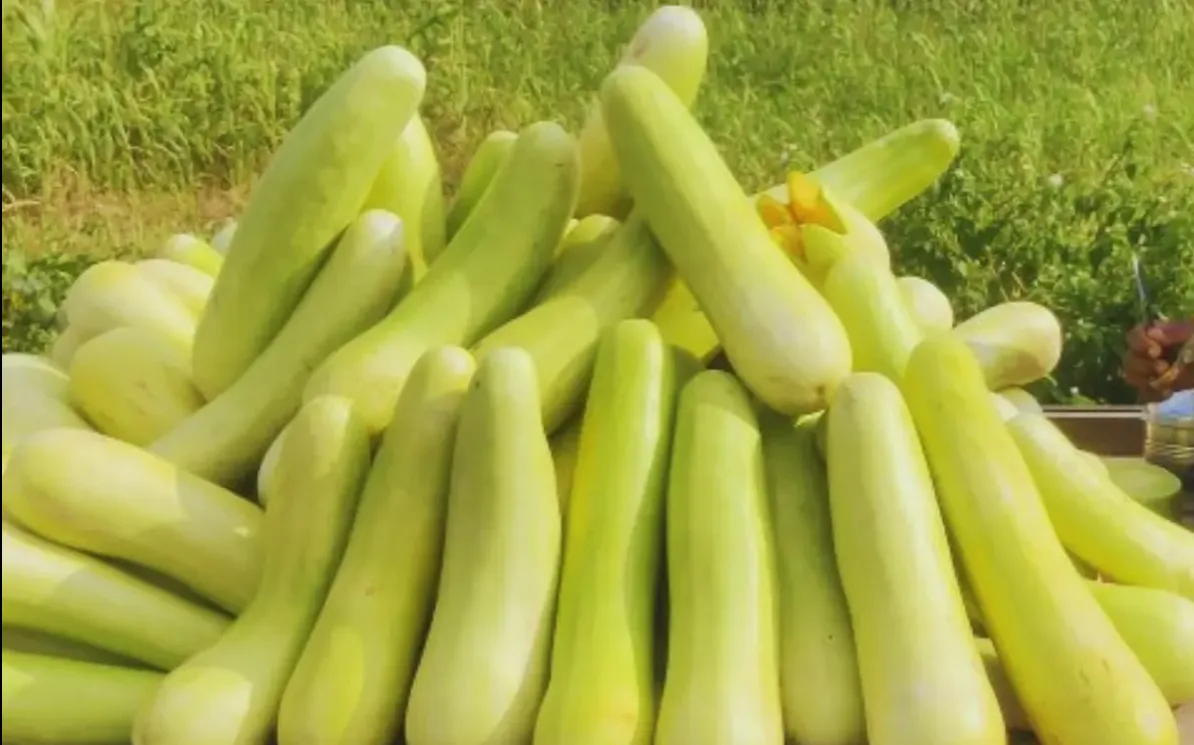 बालम ककड़ी पर रतलाम का कॉपीराइट अब जीआई टैग की तैयारी!