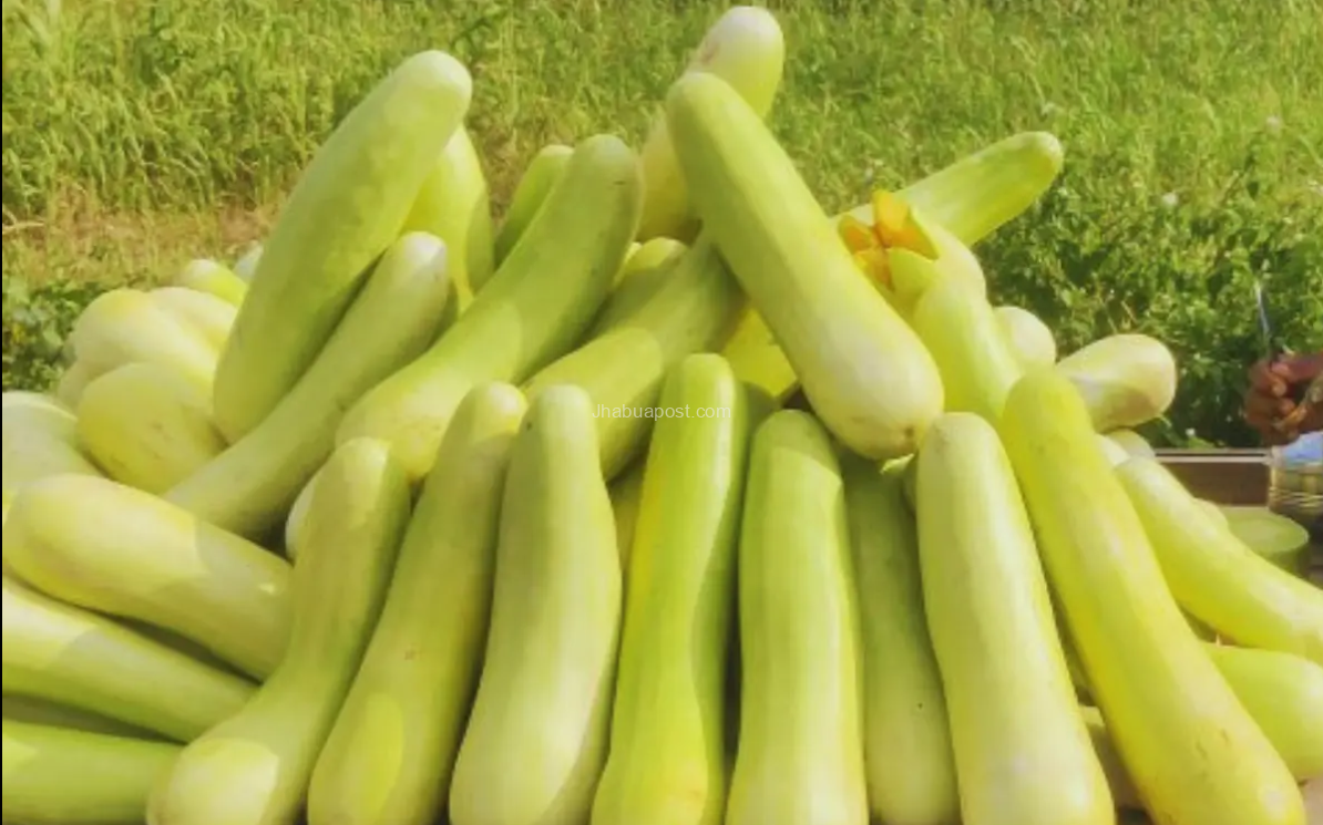 बालम ककड़ी पर रतलाम का कॉपीराइट अब जीआई टैग की तैयारी! 6 बालम ककड़ी पर रतलाम का कॉपीराइट अब जीआई टैग की तैयारी!