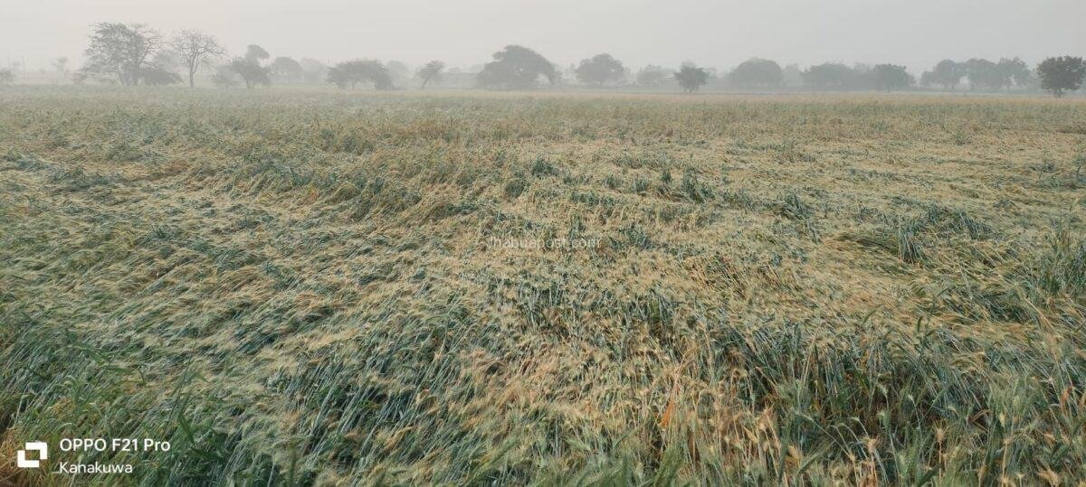 img 20260203 wa00058788940268972217134