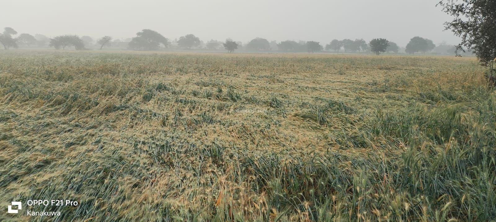 img 20260203 wa00067914371991333308802