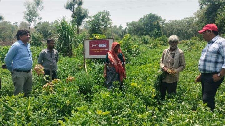 झाबुआ: खरीफ सीजन की तैयारियों का कृषि विभाग ने लिया जायजा, किसानों को दी गई उन्नत खेती की सलाह 46 झाबुआ: खरीफ सीजन की तैयारियों का कृषि विभाग ने लिया जायजा, किसानों को दी गई उन्नत खेती की सलाह