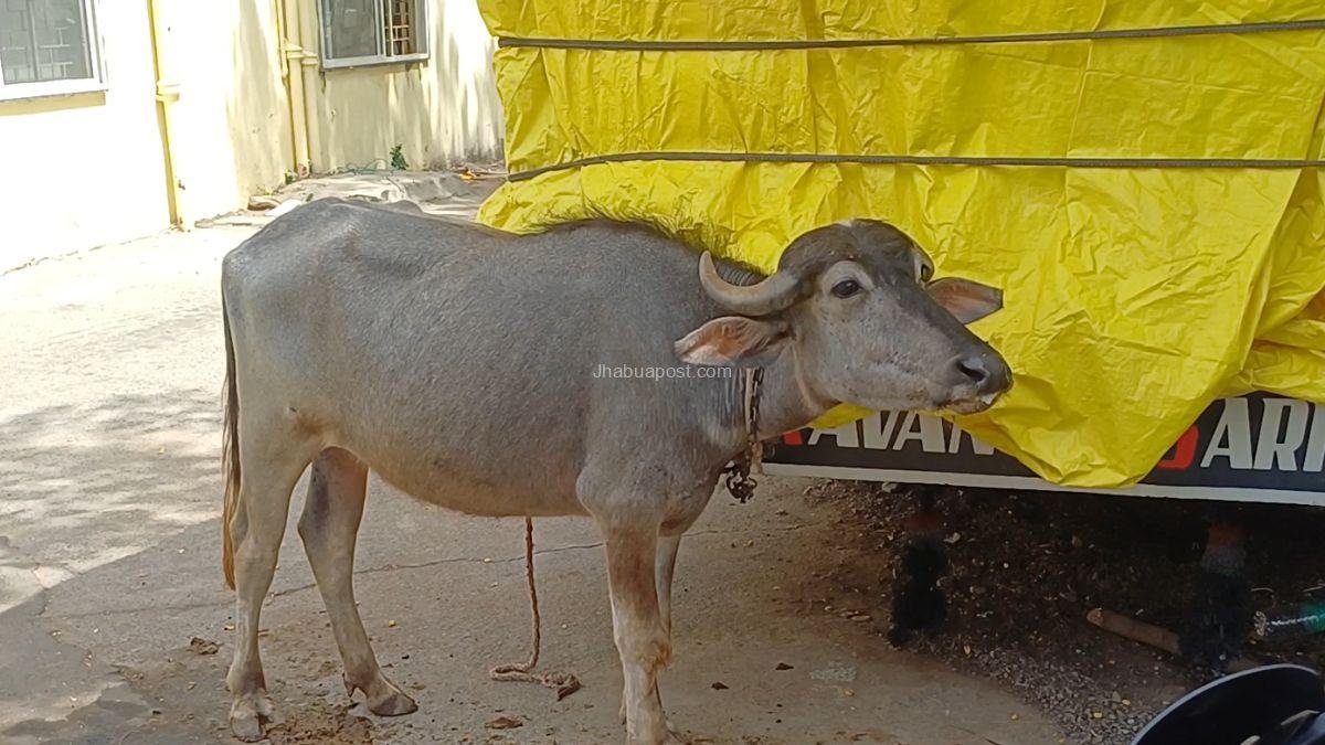 झाबुआ: 2023 के चुनाव में NOTA को पछाड़कर तीसरे नंबर पर थे ये 'नेताजी', अब भैंस चोरी के आरोप में पकड़े गए 2 झाबुआ: 2023 के चुनाव में NOTA को पछाड़कर तीसरे नंबर पर थे ये ‘नेताजी’, अब भैंस चोरी के आरोप में पकड़े गए