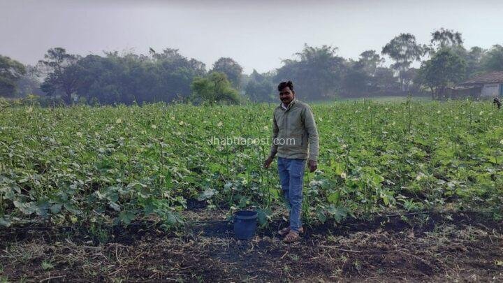 Hybrid Vegetable Farming Jhabua: रामा के किसान ने गेहूं छोड़ उगाई भिंडी, अब मिल रहा गेहूं से ज्यादा फायदा 77 Hybrid Vegetable Farming Jhabua: रामा के किसान ने गेहूं छोड़ उगाई भिंडी, अब मिल रहा गेहूं से ज्यादा फायदा