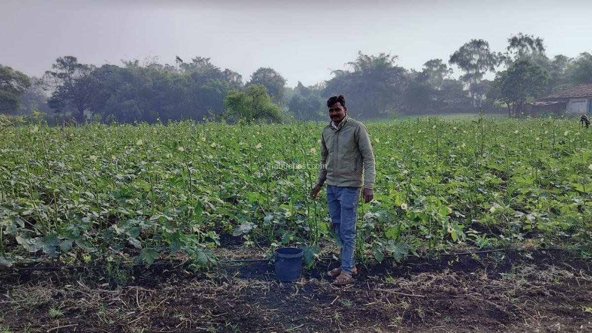 Hybrid Vegetable Farming Jhabua:  रामा के किसान ने गेहूं छोड़ उगाई भिंडी, अब मिल रहा गेहूं से ज्यादा फायदा