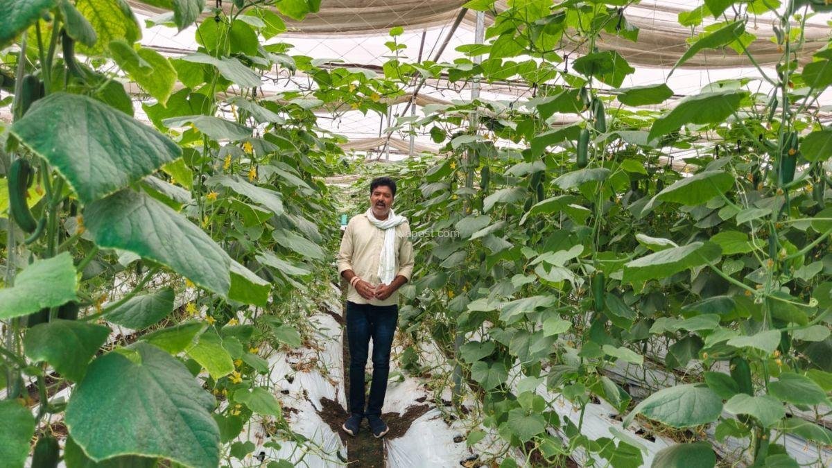 Jhabua-Farmer-Success: अब ‘खीरे’ ने बना दिया लखपति; पेटलावद के किसान ने बदली अपनी तकदीर
