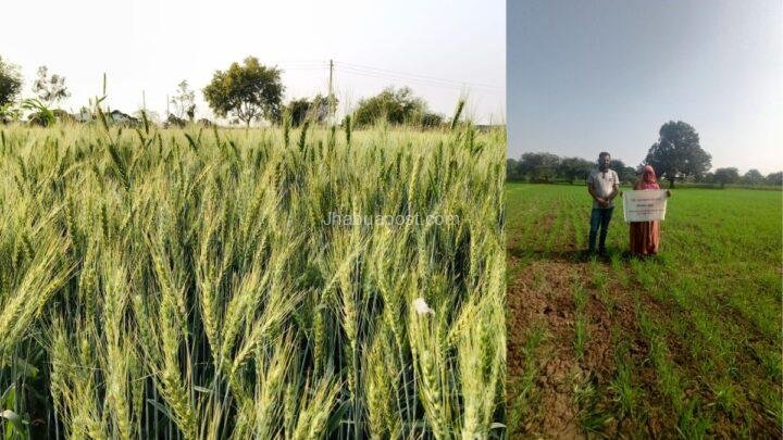 Pusa Vakula Wheat Jhabua: झाबुआ की महिला किसान ने उगाया यह ‘जादुई’ गेहूं, 1 एकड़ में कैसे होगी खेती , जानिए