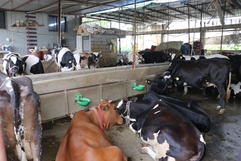 Dairy Farming: 2 गायों से शुरू किया सफर, आज कमा रहीं 2 लाख महीना 3 Jhabua-Dairy-Success: 2 गायों से शुरू किया सफर, आज कमा रहीं 2 लाख महीना